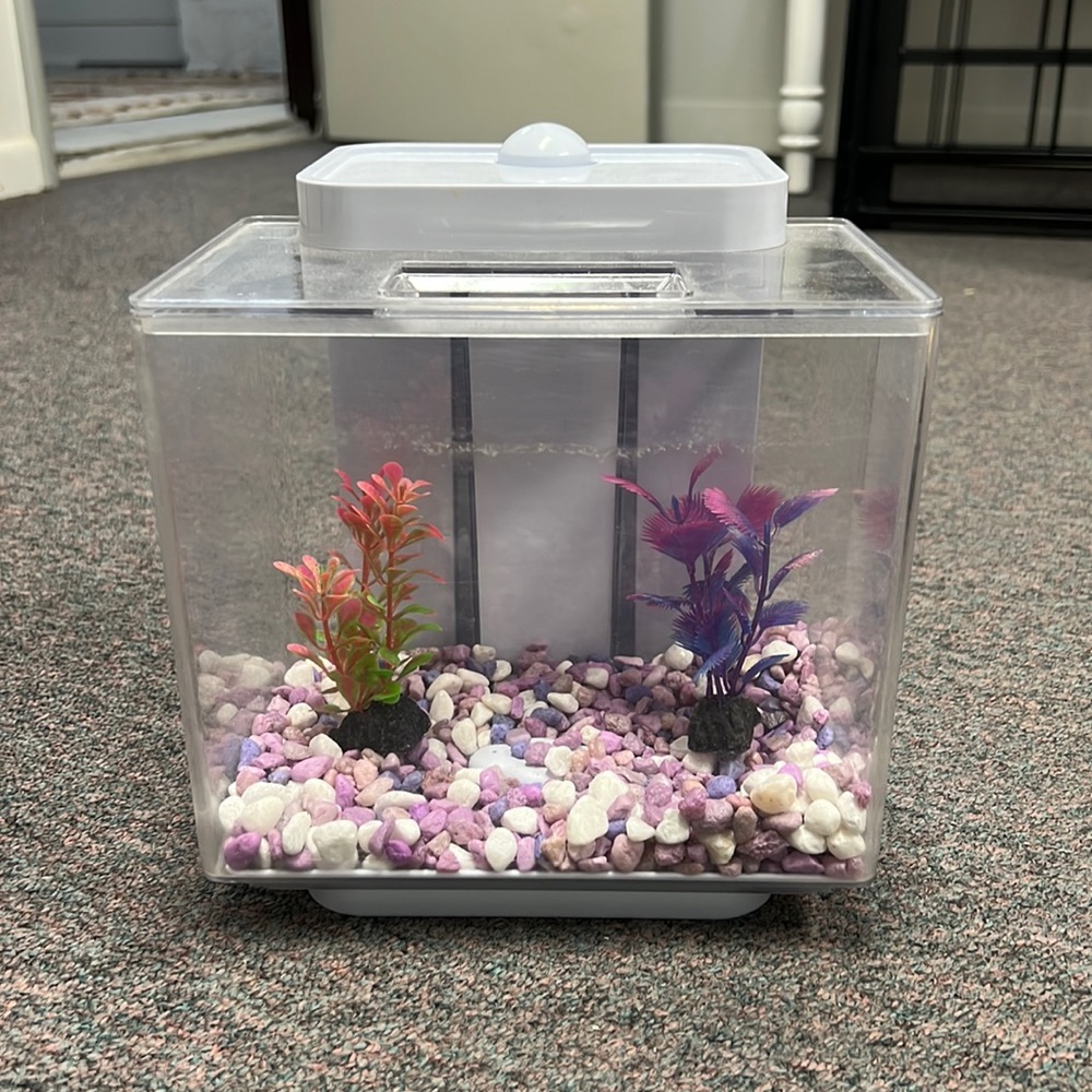 Beta fish tank